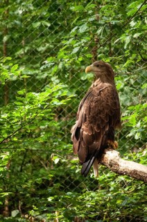 Sea eagle (Haliaeetus albicilla) captured in the animal park in Miedzyzdroje, Western Pomerania,