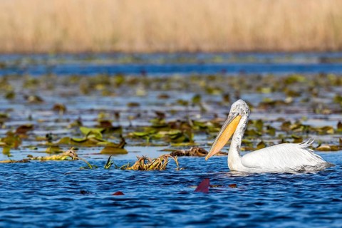 Dalmatian Pelican (Pelecanus crispus), Romania
