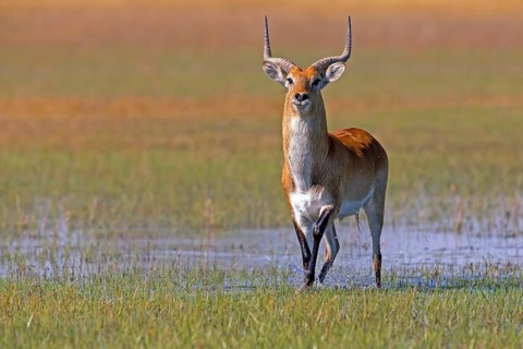Red hartebeest, Africa, Botswana, (Kobus leche), Okovango Delta