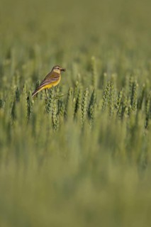 Yellow wagtail (Motacilla flava) adult bird in a wheat crop with insects for food in its beak in
