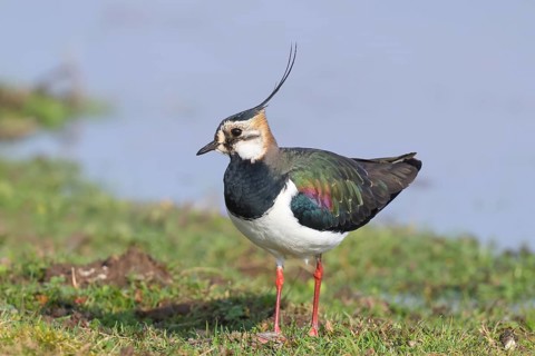Lapwing (Vanellus vanellus), in splendid plumage, foraging on a bank, nature reserve on the Rhine,