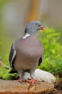 Common wood pigeon (Columba palumbus), standing on a stone, Wilden, North Rhine-Westphalia, Germany