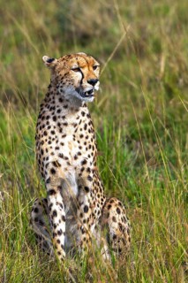 Cheetah (Acinonyx jubatus), Masai Mara National Park, Kenya