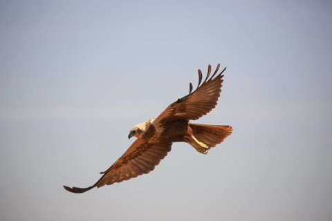 Western Marsh Harrier (Circus aeruginosus) female flying, Spain