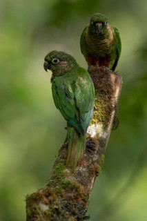 Maroon-bellied Parakeet (Pyrrhura frontalis) perched on a branch, Atlantic rainforest, Brazil