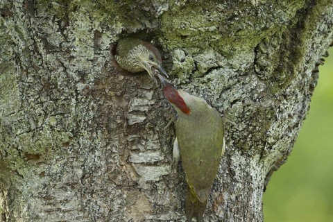 European Green Woodpecker (Picus viridis) juvenile, Rhineland-Palatinate, Germany