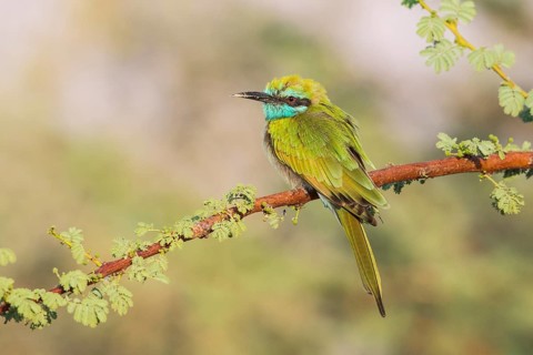 Green Bee-eater (Merops orientalis), Eilat, Israel