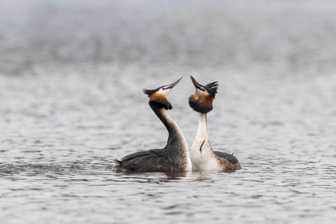 Great Crested Grebe (Podiceps Scalloped ribbonfish), courtship display, Emsland, Lower Saxony,