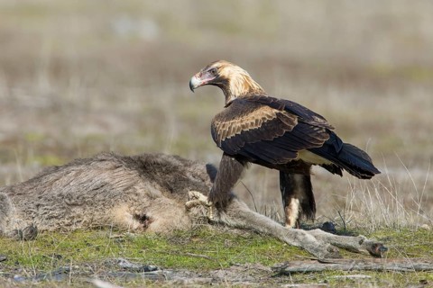 Wedge-tailed Eagle (Aquila audax) young bird on the carcass of a Eastern grey kangaroo (Macropus
