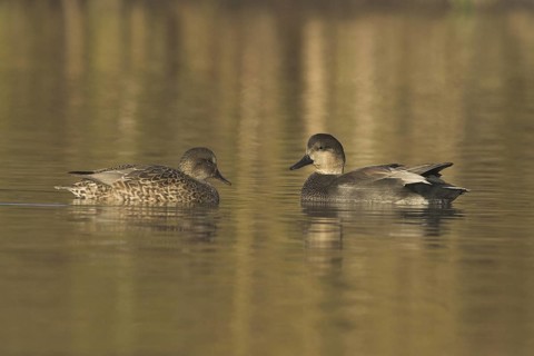 Gadwall (Mareca strepera), Ontario, Canada