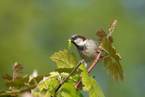 House sparrow (Passer domesticus) adult male garden bird with a caterpillar for food in its beak on