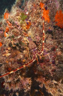 European spiny crayfish (Palinurus elephas)