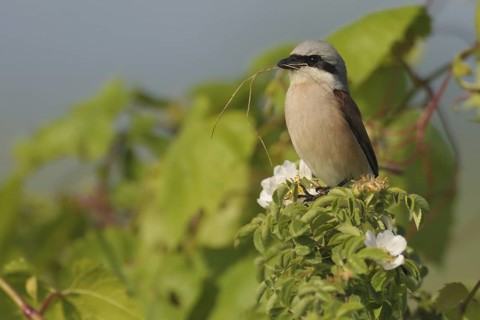 Red-backed Shrike (Lanius collurio) male, North Rhine-Westphalia, Germany