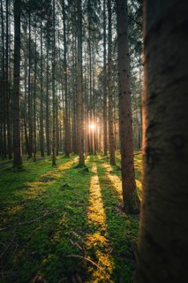 Gentle light floods the moss-covered forest floor and creates a calming experience of nature,