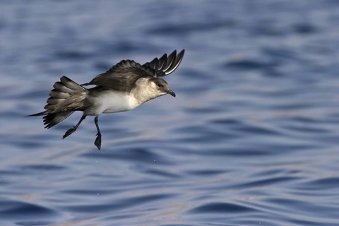 Parasitic Jaeger (Stercorarius parasiticus) flying, Eilat, Israel