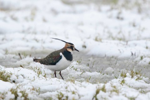 Northern Lapwing (Vanellus vanellus) foraging in snow, Netherlands