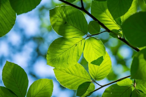 European beech (Fagus sylvatica) leafes against the blue sky in early summer near Regensburg, Upper