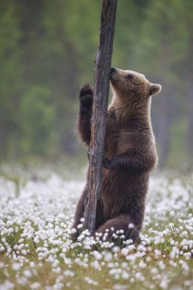 Eurasian Brown Bear (Ursus arctos) male standing on tree trunk in white cottongrass, Finland