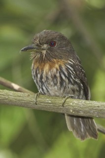 White-whiskered Puffbird (Malacoptila panamensis), Costa Rica