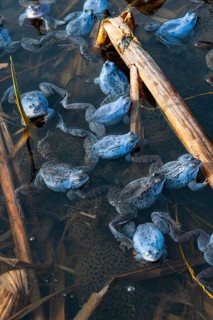 Blue moor frog (Rana arvalis) mating in the moor, Goldenstedter Moor, Lower Saxony, Germany
