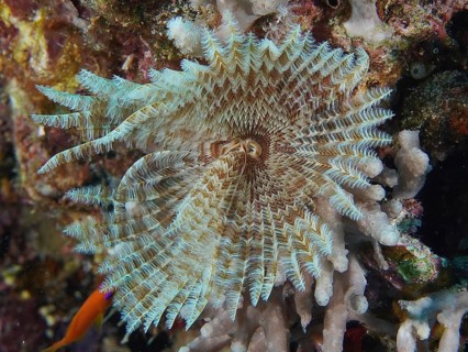 Indian tubeworm (Sabellastarte indica)