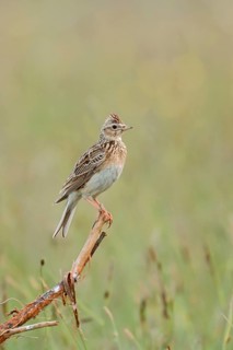Eurasian Skylark (Alauda arvensis) perched on dried branch in field, Austria