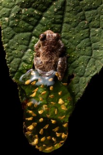 A tree frog guarding its egg mess in the rainforest in Ecuador