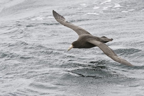 Southern Giant Petrel (Macronectes giganteus), Antarctica