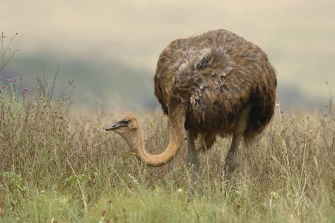 Common Ostrich (Struthio camelus)