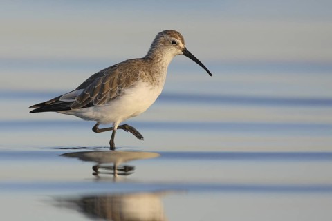 Curlew Sandpiper (Calidris ferruginea), Victoria, Australia