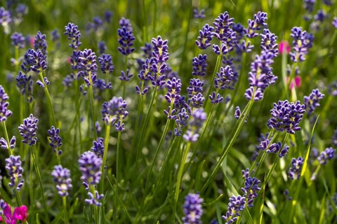 A vibrant spring garden filled with blooming lavender flowers. The purple blossoms stand tall