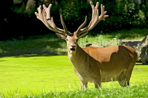 Capital red deer (Cervus elaphus) with magnificent unswept antlers, in bast, bellowing in muddy