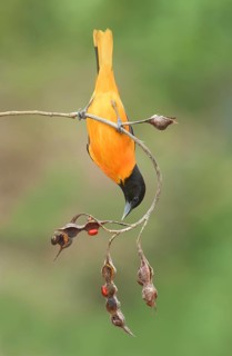 Baltimore Oriole (Icterus galbula) male, Texas, USA