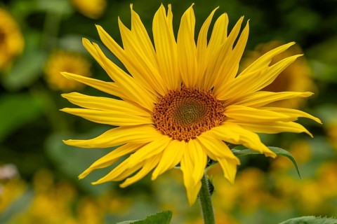 Close-up of a bright yellow flowering sunflower (Helianthus annuus) in a field against a blurred