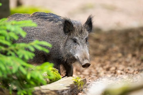 Wild boar (Sus scrofa) walking in a forest, Bavaria, Germany
