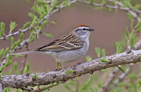 Chipping Sparrow (Spizella passerina), Saskatchewan, Canada