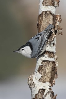 White-breasted Nuthatch (Sitta carolinensis) climbs down a tree, Ohio, USA