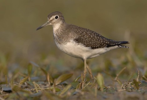 Solitary Sandpiper (Tringa solitaria), Ohio, USA
