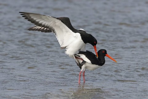 Eurasian Oystercatcher (Haematopus ostralegus) pair mating, Netherlands