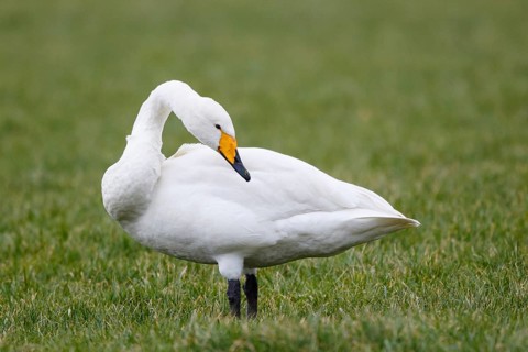 Whooper Swan (Cygnus cygnus), Netherlands