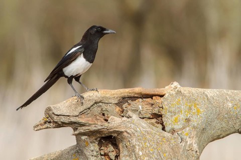 Eurasian magpie (Pica pica), perched on dry trunk, Castile-La Mancha, Spain
