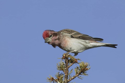 Cassin's Finch (Haemorhous cassinii) male, New Mexico, USA