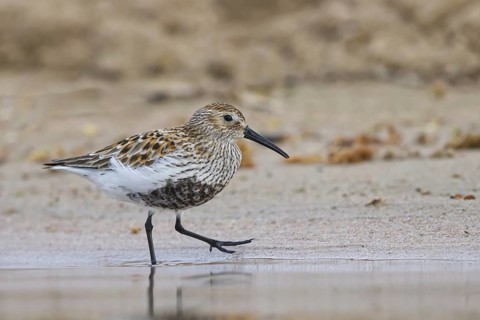 Dunlin (Calidris alpina) foraging, North Rhine-Westphalia, Germany