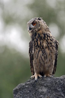 Eurasian Eagle-Owl (Bubo bubo) juvenile calling, perched on a stone, North Rhine-Westphalia,
