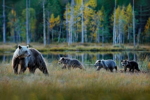 Bear family in taiga. Three brown bear cubs with mother. Beautiful animals hidden in forest lake.