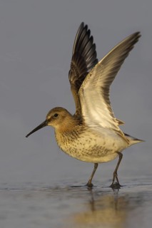 Dunlin (Calidris alpina), Schleswig-Holstein, Germany