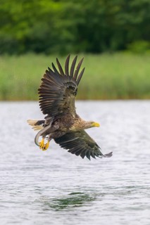 White-tailed eagle (Haliaeetus albicilla), in flight over a landscape of reeds and lakes with prey