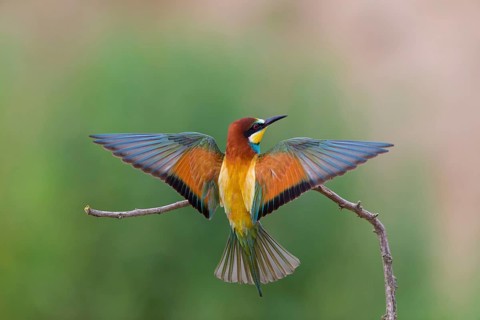 Bienenfresser, European Bee-eater, Bee-Eater, European Bee Eater, Merops apiaster, Guêpier