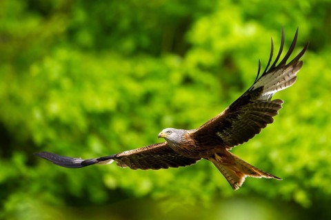 Red kite (Milvus milvus) flying in a forest in early summer, Bavaria, Germany