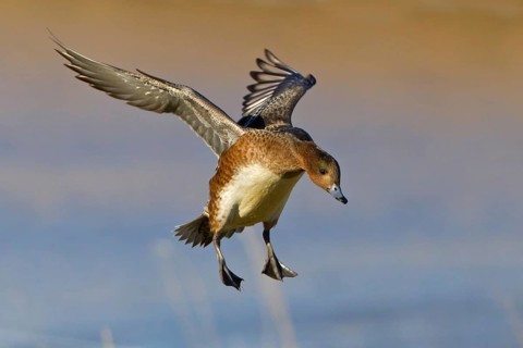 Eurasian Wigeon (Mareca penelope) female flying, Noordholland, Netherlands